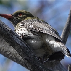 Oriolus sagittatus (Olive-backed Oriole) at Hall, ACT - 27 Sep 2024 by Anna123