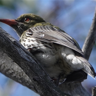 Oriolus sagittatus (Olive-backed Oriole) at Hall, ACT - 27 Sep 2024 by Anna123