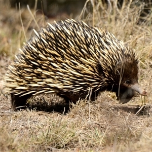 Tachyglossus aculeatus at Holt, ACT - 27 Sep 2024