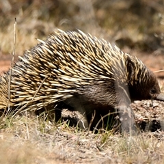 Tachyglossus aculeatus at Holt, ACT - 27 Sep 2024