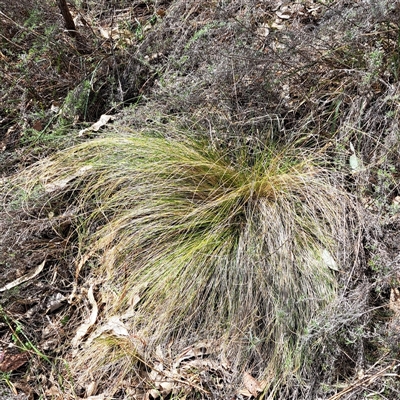 Nassella trichotoma (Serrated Tussock) at Watson, ACT - 27 Sep 2024 by abread111