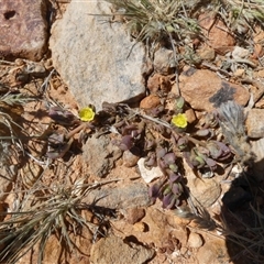 Portulaca oleracea (Munyeroo ,Pigweed, Purslane) at Birdsville, QLD - 20 Aug 2024 by Paul4K