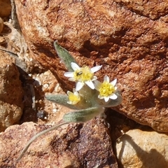 Unidentified Daisy at Birdsville, QLD - 20 Aug 2024 by Paul4K