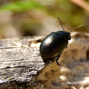 Chalcopteroides sp. (genus) at Strathnairn, ACT - 27 Sep 2024