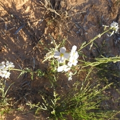 Blennodia pterosperma at Birdsville, QLD - 20 Aug 2024 by Paul4K