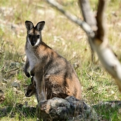 Notamacropus rufogriseus (Red-necked Wallaby) at Strathnairn, ACT - 27 Sep 2024 by Thurstan