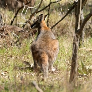 Notamacropus rufogriseus at Strathnairn, ACT - 27 Sep 2024