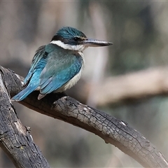 Todiramphus sanctus (Sacred Kingfisher) at Splitters Creek, NSW - 27 Sep 2024 by KylieWaldon