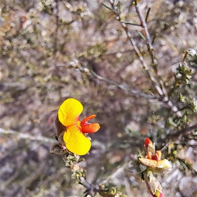 Dillwynia sericea (Egg And Bacon Peas) at Watson, ACT - 27 Sep 2024 by abread111