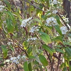 Olearia lirata (Snowy Daisybush) at Kambah, ACT - 27 Sep 2024 by LineMarie
