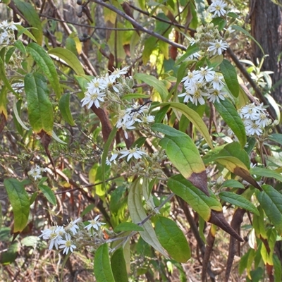 Olearia lirata (Snowy Daisybush) at Kambah, ACT - 27 Sep 2024 by LineMarie