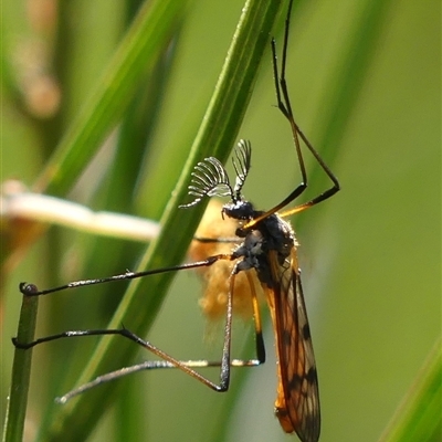 Gynoplistia sp. (genus) (Crane fly) at Bundanoon, NSW - 17 Sep 2024 by Curiosity