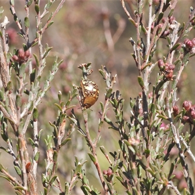 Paropsis pictipennis (Tea-tree button beetle) at Kambah, ACT - 27 Sep 2024 by LinePerrins