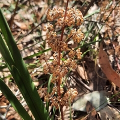 Lomandra multiflora (Many-flowered Matrush) at Bermagui, NSW - 27 Sep 2024 by TheCrossingLand