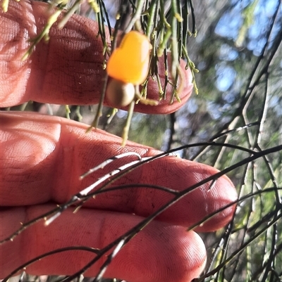 Exocarpos cupressiformis (Cherry Ballart) at Bermagui, NSW - 27 Sep 2024 by TheCrossingLand