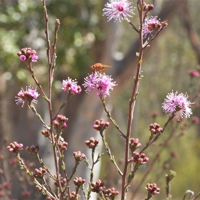 Kunzea parvifolia (Violet Kunzea) at Kambah, ACT - 27 Sep 2024 by LinePerrins