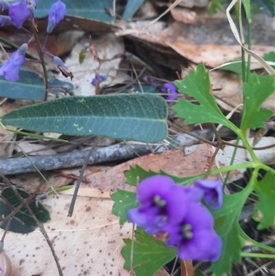 Hardenbergia violacea (False Sarsaparilla) at Bermagui, NSW - 27 Sep 2024 by TheCrossingLand