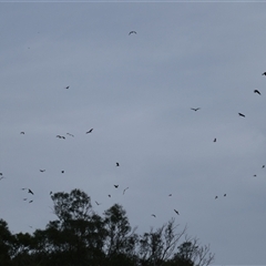 Milvus migrans (Black Kite) at Carrathool, NSW - 25 Sep 2024 by MB