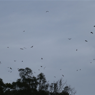 Milvus migrans (Black Kite) at Carrathool, NSW - 25 Sep 2024 by MB