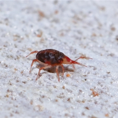 Bdellidae sp. (family) (Unidentified Snout Mite) at Yarralumla, ACT - 13 Aug 2024 by TimL