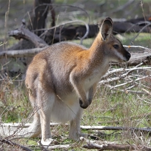 Notamacropus rufogriseus at Strathnairn, ACT - 17 Aug 2024