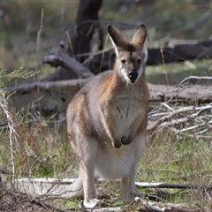 Notamacropus rufogriseus at Strathnairn, ACT - 17 Aug 2024