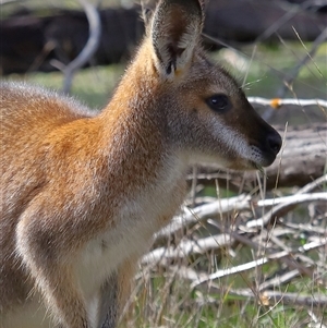 Notamacropus rufogriseus at Strathnairn, ACT - 17 Aug 2024