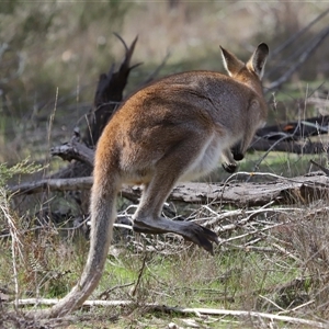 Notamacropus rufogriseus at Strathnairn, ACT - 17 Aug 2024