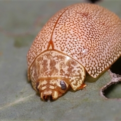 Paropsis atomaria (Eucalyptus leaf beetle) at Forde, ACT - 9 Jul 2024 by TimL