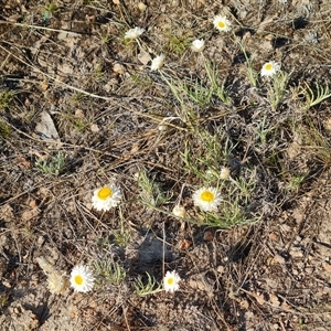 Leucochrysum albicans subsp. tricolor at Isaacs, ACT - 27 Sep 2024