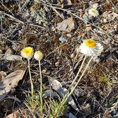 Leucochrysum albicans subsp. tricolor at Isaacs, ACT - 27 Sep 2024