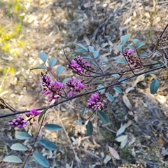 Indigofera australis subsp. australis (Australian Indigo) at Fadden, ACT - 27 Sep 2024 by Mike