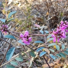 Indigofera australis subsp. australis at Fadden, ACT - 27 Sep 2024 04:12 PM