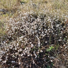 Leucopogon virgatus (Common Beard-heath) at Fadden, ACT - 27 Sep 2024 by Mike