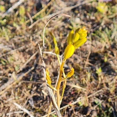 Bulbine bulbosa (Golden Lily, Bulbine Lily) at Fadden, ACT - 27 Sep 2024 by Mike