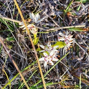 Wurmbea dioica subsp. dioica at Fadden, ACT - 27 Sep 2024