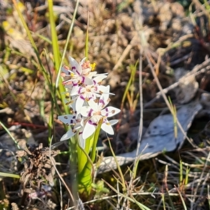 Wurmbea dioica subsp. dioica at Fadden, ACT - 27 Sep 2024