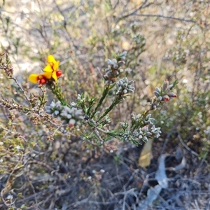 Dillwynia sericea at Fadden, ACT - 27 Sep 2024