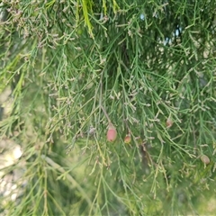 Exocarpos cupressiformis (Cherry Ballart) at Isaacs, ACT - 27 Sep 2024 by Mike