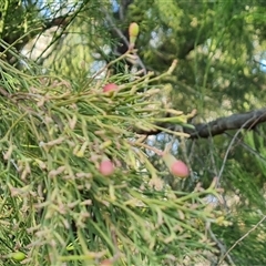 Exocarpos cupressiformis at Isaacs, ACT - 27 Sep 2024