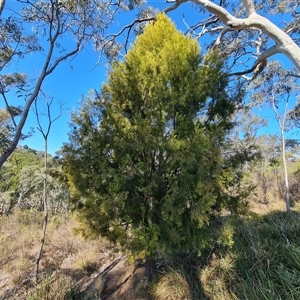 Exocarpos cupressiformis at Isaacs, ACT - 27 Sep 2024