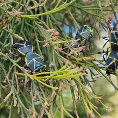 Commius elegans (Cherry Ballart Shield Bug) at Isaacs, ACT - 27 Sep 2024 by Mike