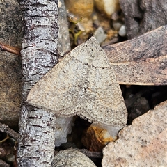 Taxeotis reserata at Bombay, NSW - 27 Sep 2024 by MatthewFrawley