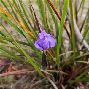 Patersonia sericea var. sericea at Bombay, NSW - 27 Sep 2024