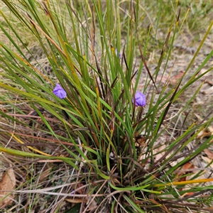 Patersonia sericea var. sericea at Bombay, NSW - 27 Sep 2024