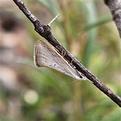 Thalerotricha mylicella (Wingia Group) at Bombay, NSW - 27 Sep 2024 by MatthewFrawley