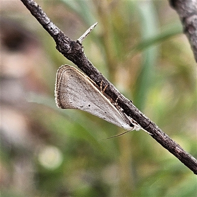 Thalerotricha mylicella (Wingia Group) at Bombay, NSW - 27 Sep 2024 by MatthewFrawley