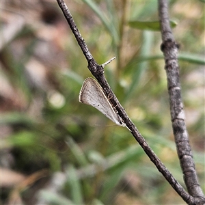 Thalerotricha mylicella at Bombay, NSW - 27 Sep 2024