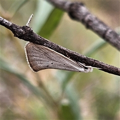 Thalerotricha mylicella at Bombay, NSW - 27 Sep 2024