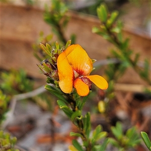 Pultenaea subspicata at Bombay, NSW - 27 Sep 2024